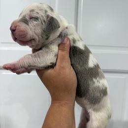 Fireworks - Harlequin female Great Dane puppy in Florida from Beachside Kennels