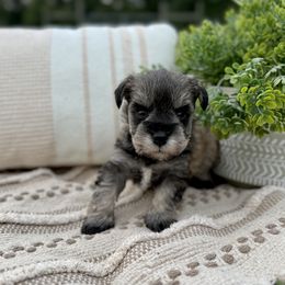 Giant Schnauzer and Miniature Schnauzer Puppies from Hillside Kennels