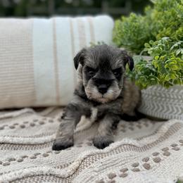 Giant Schnauzer and Miniature Schnauzer Puppies from Hillside Kennels