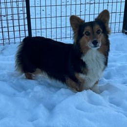 Honey - Pembroke Welsh Corgi