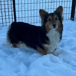 Honey - Pembroke Welsh Corgi