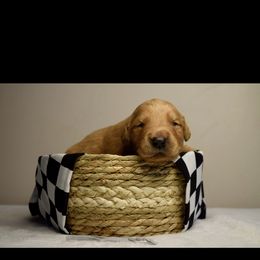 Golden Retriever Puppies from Upstate Revival Retrievers