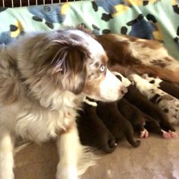 Australian Shepherd and Miniature Australian Shepherd Puppies from Bline's Awesome Aussies