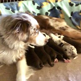 Australian Shepherd and Miniature Australian Shepherd Puppies from Bline's Awesome Aussies