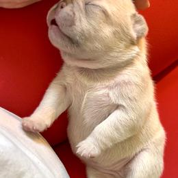 French Bulldog Puppies from Fav Frenchie Boutique Frenchies
