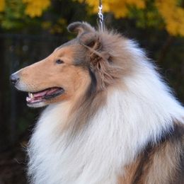 Posse - Collie