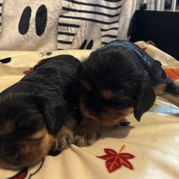 Cavalier King Charles Spaniel Puppies from Family first cavaliers
