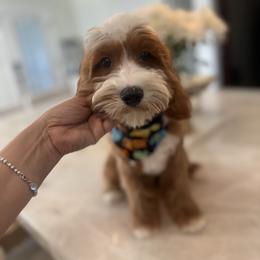 Charlie - Cavapoo