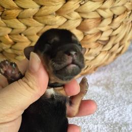 Pongo - Black and tan male Yorkshire Terrier puppy in Blacksburg, South Carolina from Hess Pooches LLC