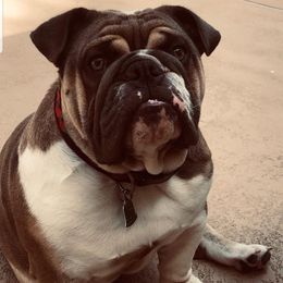 Bulldogs and French Bulldogs from Blue Rover Bullies