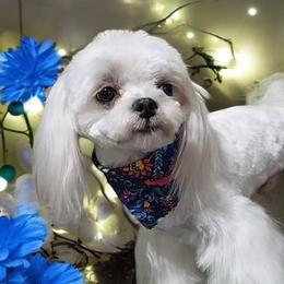 Max - Maltese