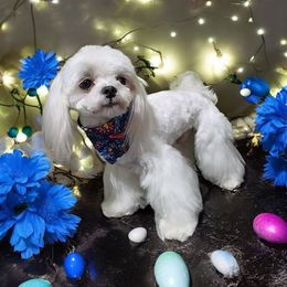 Max - Maltese