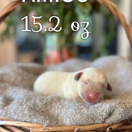 Amigo - Champagne male Dilute Retriever puppy in Puyallup, Washington from 12 Door Farm Labradors
