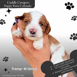 Lady Tramp - Blenheim male Cavapoo puppy in Fort Lupton, Colorado from Puppy Paws Colorado