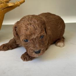 Ariel (Pink Collar) - Red  female Poodle puppy in Ogden, Utah from Bells Poodles