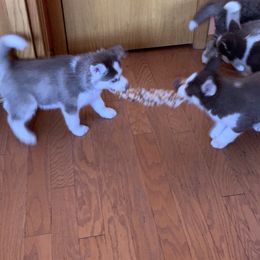 Siberian Husky Puppies from Myths and Legends Siberian Huskies