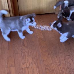 Siberian Husky Puppies from Myths and Legends Siberian Huskies