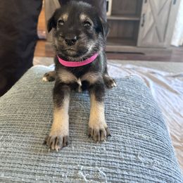 Hot pink girl - Black and white female Companion Cross puppy in Summerfeld, Florida from Amazing Standard Schnauzers