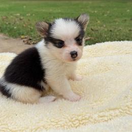 Julie - Black and tan female Pembroke Welsh Corgi puppy in Stillwater, Oklahoma from Steele Family Farms
