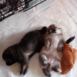 Pomeranian Puppies from Tonia's Pomeranians
