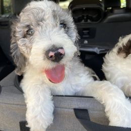 Aussiedoodle and Goldendoodle Puppies from Cuddly Doodles