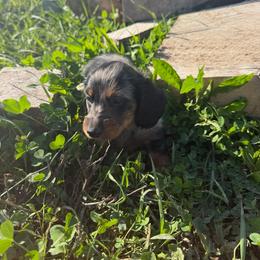 Blue Dapple Koolaid - Dapple male Dachshund puppy in Springfield, Ohio from LUXEYPUPS