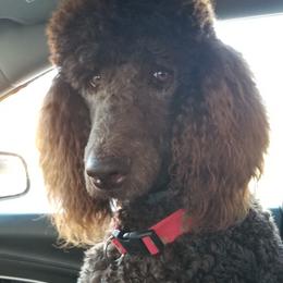 Poodle Puppies from Coco Puffs Poodles