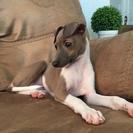 Italian Greyhound Puppies from Quality Italian Greyhounds