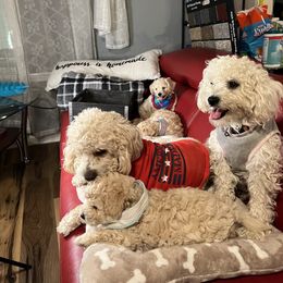 Maltipoo Puppies from Maria Ramirez