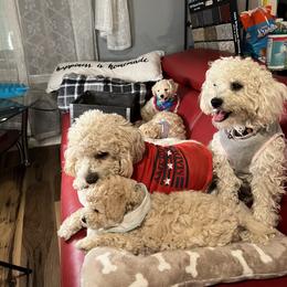 Maltipoo Puppies from Maria Ramirez