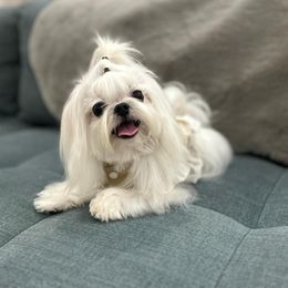 Maltese All Grown Up from A Maltese 4U