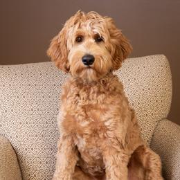 Oakley - Australian Labradoodle