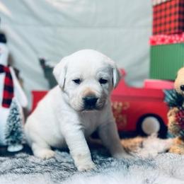 Labrador Retrievers from Frost Creek Ranch