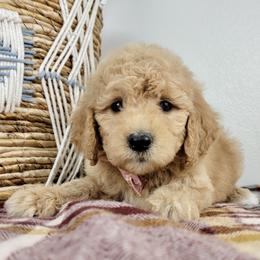 Merry - Apricot female Goldendoodle puppy in Temecula, California from Oodles O'Doodles