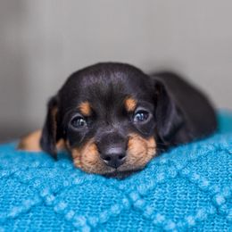 Dachshund Puppies from Beyond the Tail