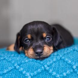 Dachshund Puppies from Beyond the Tail