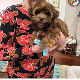 Havanese Puppies from Nanas Havanese
