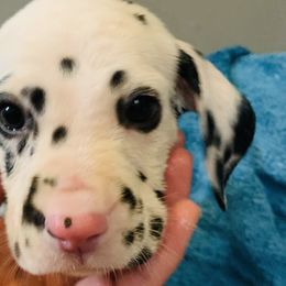 Green collar boy - White and black Dalmatian puppy in Waterloo, Iowa from Daisy's Dalmatians