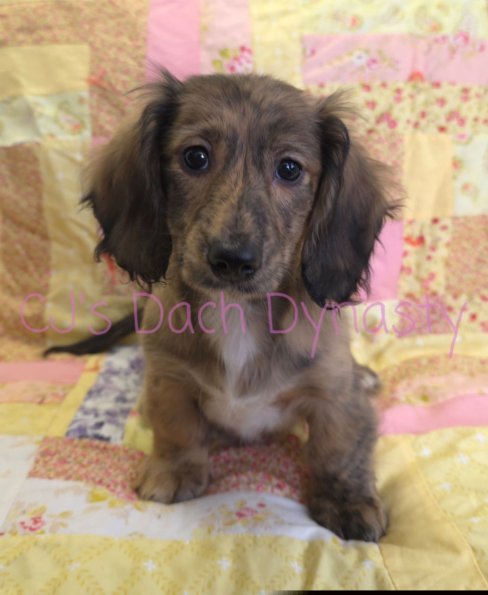 WREN 3800 - Brindle female Dachshund puppy in Gatesville, Texas from CJ's Dach Dynasty