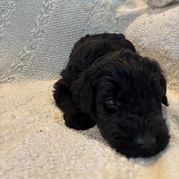 Kasino - Black male Giant Schnauzer puppy in Noblesville, Indiana from Stratton House Kennels