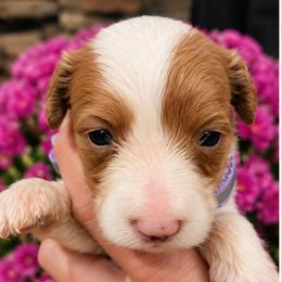 Dolly-Female 2 - Cream and white female Aussiedoodle puppy in Mouth Of Wilson, Virginia from Holly Ridge Aussies, Aussiedoodles & Corgis