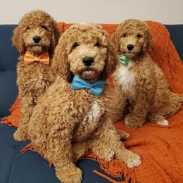 Goldendoodles from So Fetch Doodles