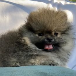 Pomeranian Puppies from Angelina Shishko