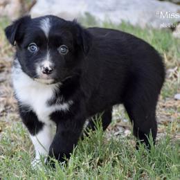 Miss Deere - Black & white female Miniature Australian Shepherd puppy in Evant, Texas from Lazy VT Bar Ranch