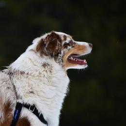 Ruby - Australian Shepherd