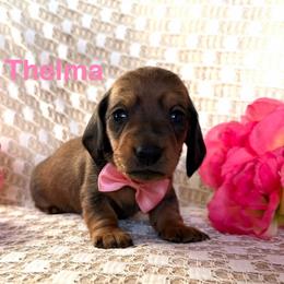 Thelma - Red female Dachshund puppy in Michigan from Hidden Haven Dachshunds