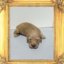 Princess Eleanor - Cream female Dachshund puppy in Splendora, Texas from Ram’s Kennels