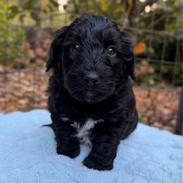 Fester - Black and white male Aussiedoodle puppy in Mulino, Oregon from Korbella Farm