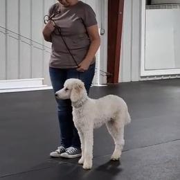 Poodle All Grown Up from Ramsey Therapy Dogs