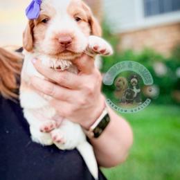 Ariel - Piebald female Dachshund puppy in Marion, Ohio from Doodles & Doxies